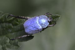 Hoplia coerulea