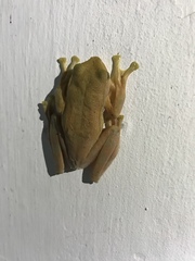 Rhacophorus margaritifer