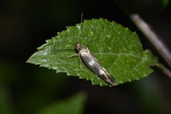 Scythris scopolella