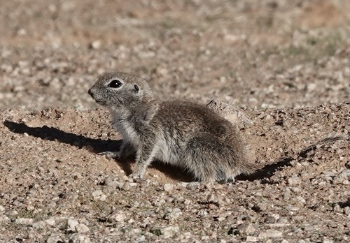 Round-tailed Ground Squirrel