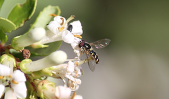 Allograpta hortensis