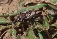 Coniocleonus pseudobliquus