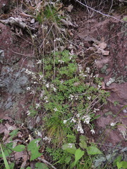 Antennaria virginica