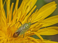 Calocoris affinis