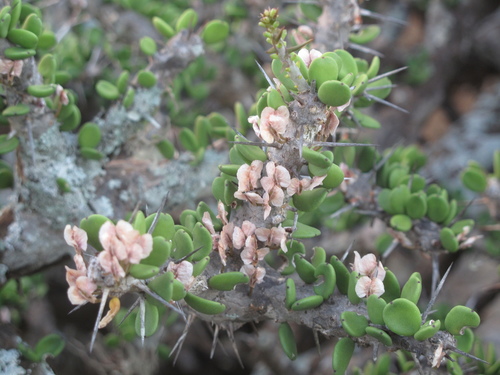 Alluaudia comosa