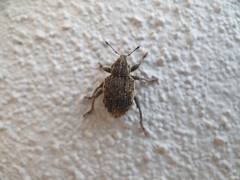 Brachypera zoilus