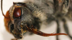 Megachile aurifrons