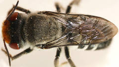 Megachile aurifrons