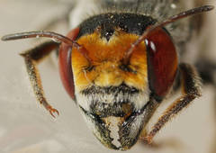 Megachile aurifrons
