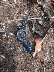 Plethodon glutinosus