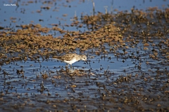 Calidris minutilla