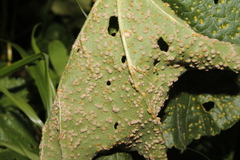 Puccinia malvacearum