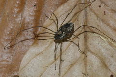 Platybunus pinetorum