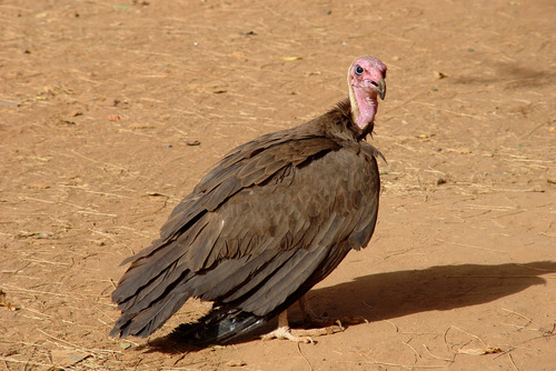 Hooded Vulture