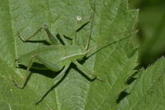 Isophya pyrenaea