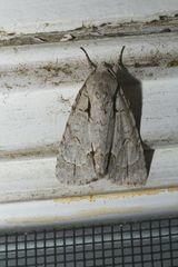 Acronicta hasta