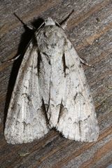Acronicta spinigera