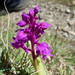 Early Purple Orchid - Photo (c) drtimk, some rights reserved (CC BY-NC), uploaded by drtimk