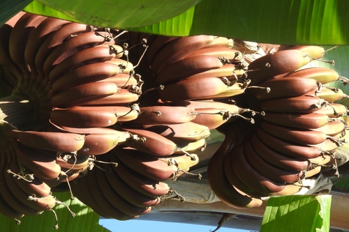 Musa acuminata