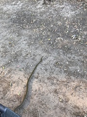 Dendroaspis polylepis