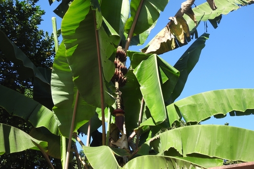 Musa acuminata