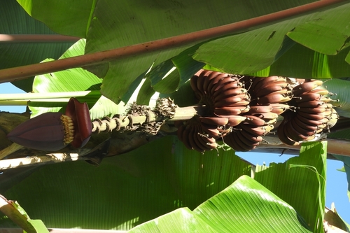 Musa acuminata