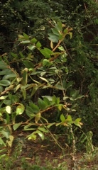 Ziziphus oenopolia