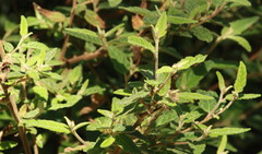 Commersonia breviseta