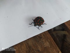 Pachycoris torridus