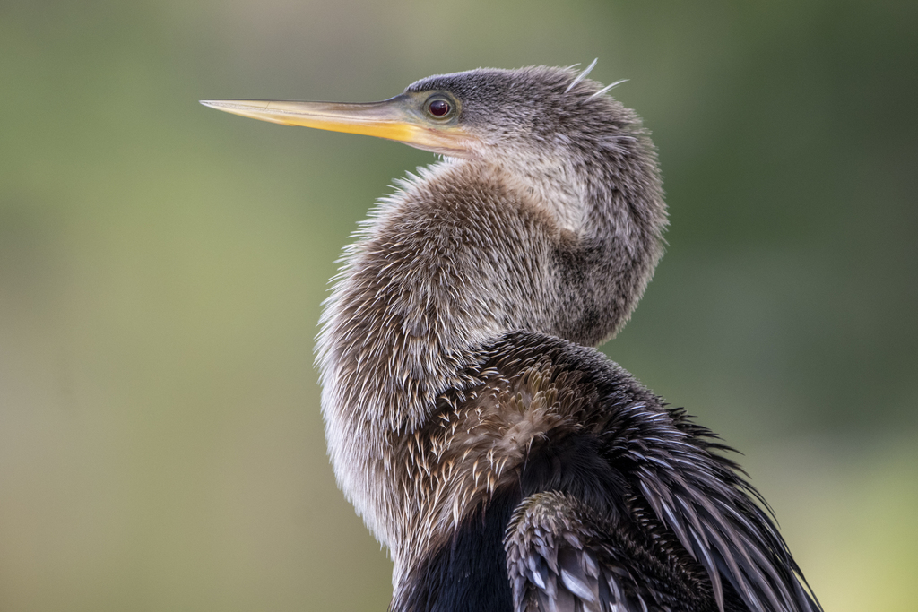 Biguatinga, Anhinga (Nome em inglês) Anhinga anhinga (Nome …