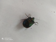 Pachycoris torridus