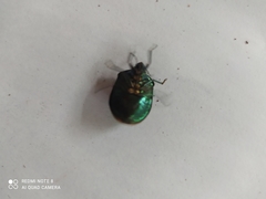 Pachycoris torridus