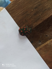 Pachycoris torridus