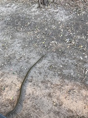 Dendroaspis polylepis