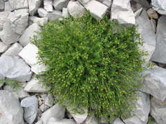 Euphorbia spinosa