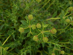 Euphorbia spinosa