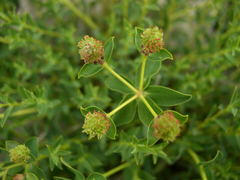 Euphorbia spinosa
