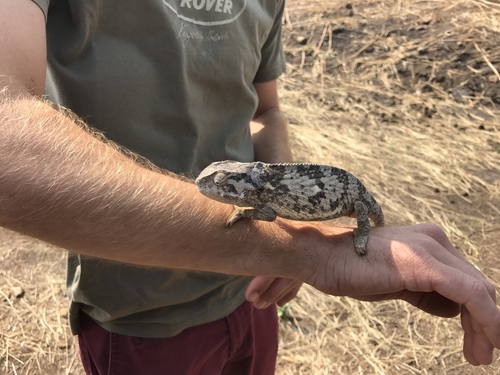 Flap-necked Chameleon