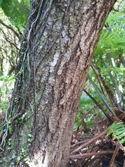 Nestegis cunninghamii