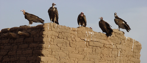 Hooded Vulture