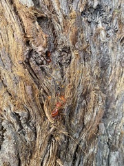 Sequoia sempervirens