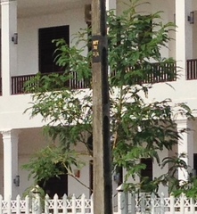 Sesbania grandiflora