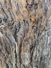 Sequoia sempervirens