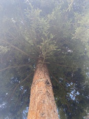 Sequoia sempervirens