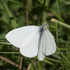 Pieris marginalis