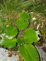 Ranunculus godleyanus