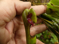 Pleurothallis deflexa