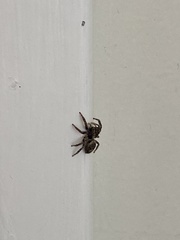 Mexigonus morosus