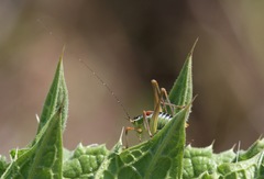 Poecilimon cretensis