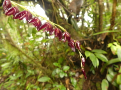 Pleurothallis restrepioides